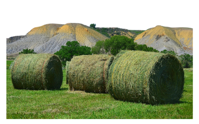Alfalfa Grass