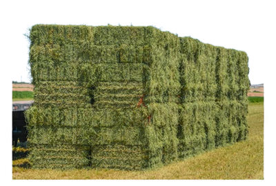 Rhodes Grass